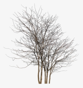 Winter Tree Group Png, Transparent Png, Transparent PNG