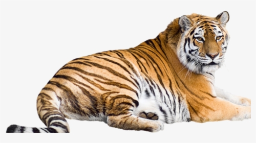 Siberian Tiger Bengal Tiger Malayan Tiger Sumatran - Tigre Png, Transparent Png, Transparent PNG