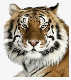 Transparent Bengal Tiger Png - Bengal Tiger, Png Download, Transparent PNG