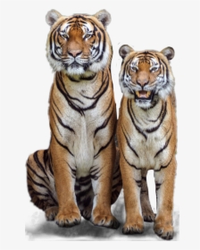 #tiger #tigers #couple #jungle #jhyuri - Male Tiger Female Tiger, HD Png Download, Transparent PNG