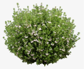 Ozbreed Aussie Box® - White Flower Shrub Png, Transparent Png, Transparent PNG