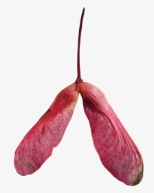 Fruit From Red Maple, HD Png Download, Transparent PNG