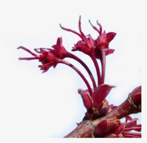 Red Maple Flowers - Artificial Flower, HD Png Download, Transparent PNG