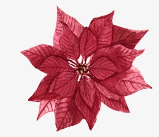 Red Maple Leaf Flower Free Illustration - Poinsettia, HD Png Download, Transparent PNG