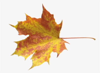 Autumn Png Leaf - Yellow Leaves Png, Transparent Png, Transparent PNG