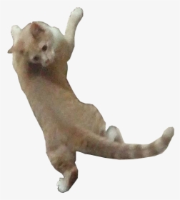 Cats Hanging Png - Dog Catches Something, Transparent Png, Transparent PNG