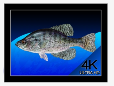 White Crappie, HD Png Download, Transparent PNG