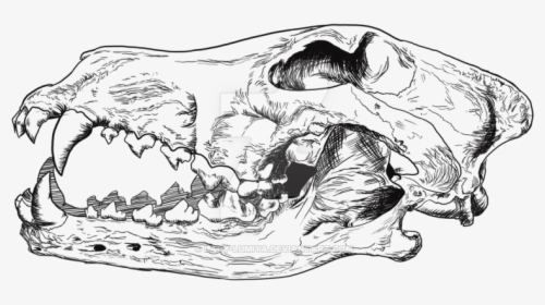 Thumb Image - Wolf Skull Line Drawing, HD Png Download, Transparent PNG