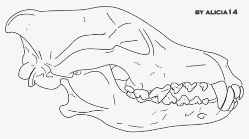 Gray Wolf Line Art Drawing Mammal Sketch - Wolf Skull Line Art, HD Png Download, Transparent PNG