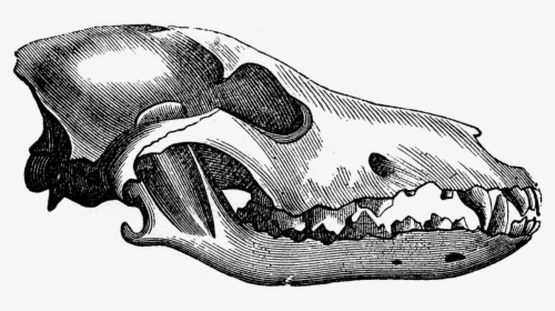 Wolf Skull , Png Download - Wolf Skull Transparent, Png Download, Transparent PNG