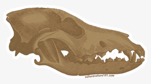 Gray Wolf Skull Clip Art - Bat, HD Png Download, Transparent PNG