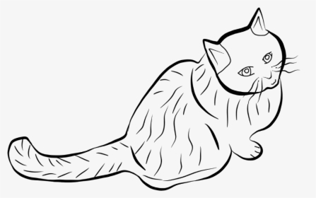 #freetoedit #cat #outline #mydraw #draw #drawing #sketch - European Shorthair, HD Png Download, Transparent PNG