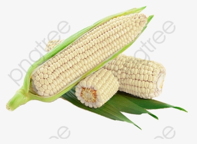 White Corn Cob Clipart - White Corn Png, Transparent Png, Transparent PNG