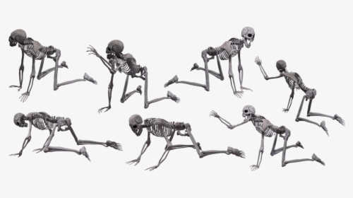 Skeleton, Skull, Halloween, Human, Isolated, Scary - Human Skeleton Crawling, HD Png Download, Transparent PNG