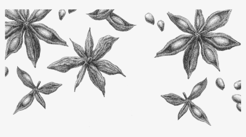 Star Anise Rev Sketch - Star Anise Drawing Png, Transparent Png, Transparent PNG