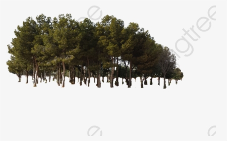 Jungle Tree Woods Png - Trees Forest Png, Transparent Png, Transparent PNG