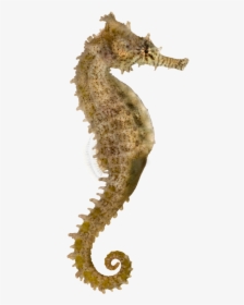 Yellow Seahorse Pacific Seahorse Longsnout Seahorse - Sea Horse, HD Png Download, Transparent PNG