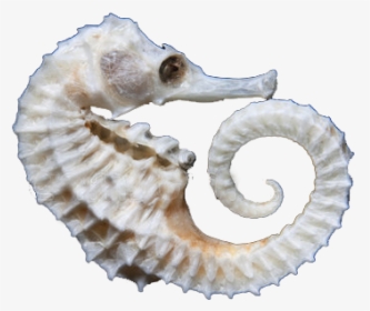 Seahorse For Sale, Seahorse For Sale Dubai, Seahorse - Argali, HD Png Download, Transparent PNG