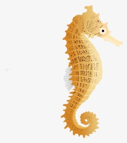 Northern Seahorse, HD Png Download, Transparent PNG