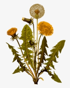 Dandelion, Herbal, Medicinal, Medicine, Plant, Weed - Botanical Illustration Dandelion Botanical Drawing, HD Png Download, Transparent PNG