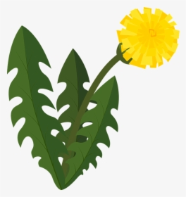 Dandelion, Blowball, Flower, Nature, Plant, Blossom, HD Png Download, Transparent PNG