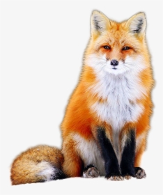 Fox -fox Png Image - Nice Fox, Transparent Png, Transparent PNG