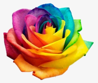 #rose #roses #rainbow #rainbowrose #flower #flowers - International Day Against Homophobia, HD Png Download, Transparent PNG