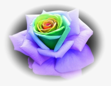 Transparent Rainbow Flower Crown Png - Green And Purple Rose, Png Download, Transparent PNG