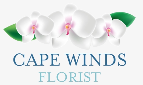 Cape Winds Florist - Moth Orchid, HD Png Download, Transparent PNG