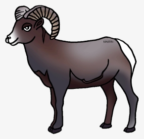 United States Clip Art By Phillip Martin, Colorado - Drawing Colorado Bighorn Sheep, HD Png Download, Transparent PNG