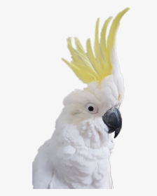 #bird #parrot #cockatoo - Cockatoo Transparent Background, HD Png Download, Transparent PNG