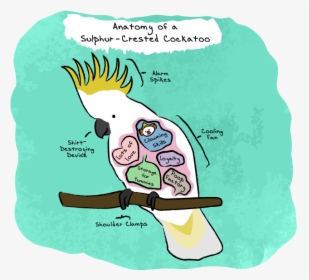 Anatomy Of A Sulphur-crested Cockatoo, HD Png Download, Transparent PNG