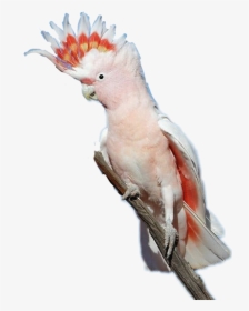 #cockatoo #bird - Major Mitchell's Cockatoo Wings, HD Png Download, Transparent PNG