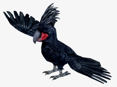 Ytswhay - Palm Cockatoo Clip Art, HD Png Download, Transparent PNG