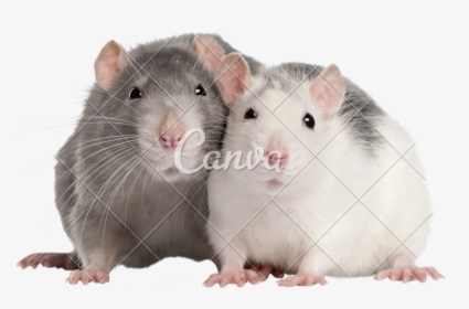Clip Art Two Months Old Photos - Two Rats, HD Png Download, Transparent PNG
