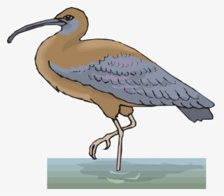 Ibis In Water Svg Clip Arts - Water Bird Vector Png, Transparent Png, Transparent PNG