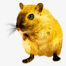 Yellow Rat Png, Transparent Png, Transparent PNG