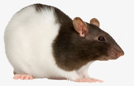 Fancy Rat On White Background, HD Png Download, Transparent PNG