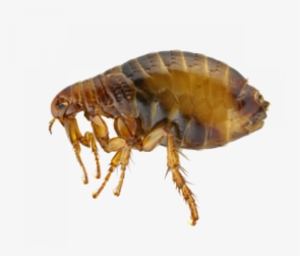 Fleas Extermination Control And Removal In Portland - Flea Adult, HD Png Download, Transparent PNG