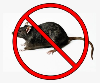 No Rats Here - Large Rat, HD Png Download, Transparent PNG