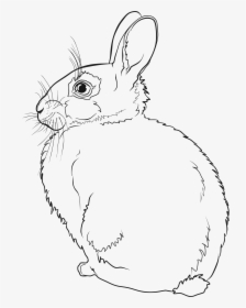 Rabbit Line Art Clip Arts - Line Art Bunny Line Drawing, HD Png Download, Transparent PNG