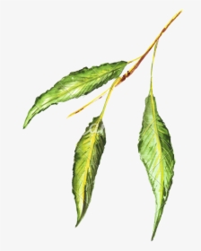 Bud Drawing Hop Transparent Png Clipart Free Download - Green Leaf Drawing Colored, Png Download, Transparent PNG