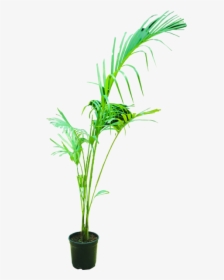 Areca Palm - Houseplant, HD Png Download, Transparent PNG