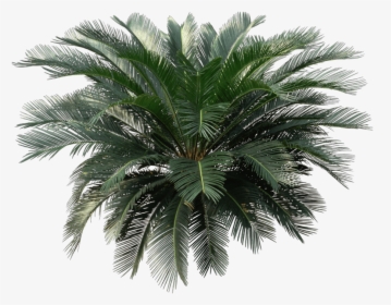 Sago Palm Png, Transparent Png, Transparent PNG