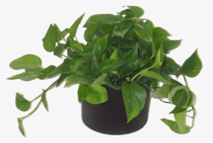 Low Light Plants - Decorate With Green House Plants, HD Png Download, Transparent PNG