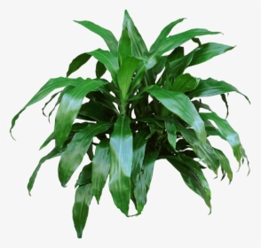 Big Indoor Plants Long Leaves, HD Png Download, Transparent PNG
