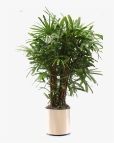 Overview Of The Many Plants We Can Bring To Your Office - Potted Plant Transparent Png, Png Download, Transparent PNG