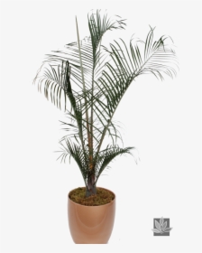 Indoor Palm Tree Png, Transparent Png, Transparent PNG