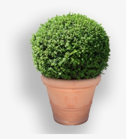 Buxus Sempervirens, HD Png Download, Transparent PNG