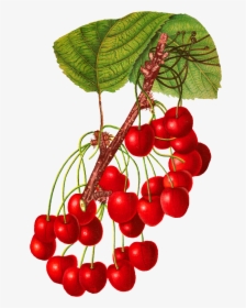 Vintage Cherry Png, Transparent Png, Transparent PNG